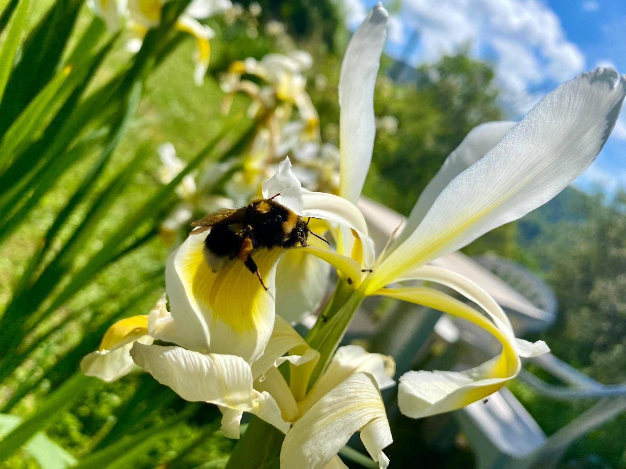 La Ginestra B&B Fosdinovo Dış mekan fotoğraf