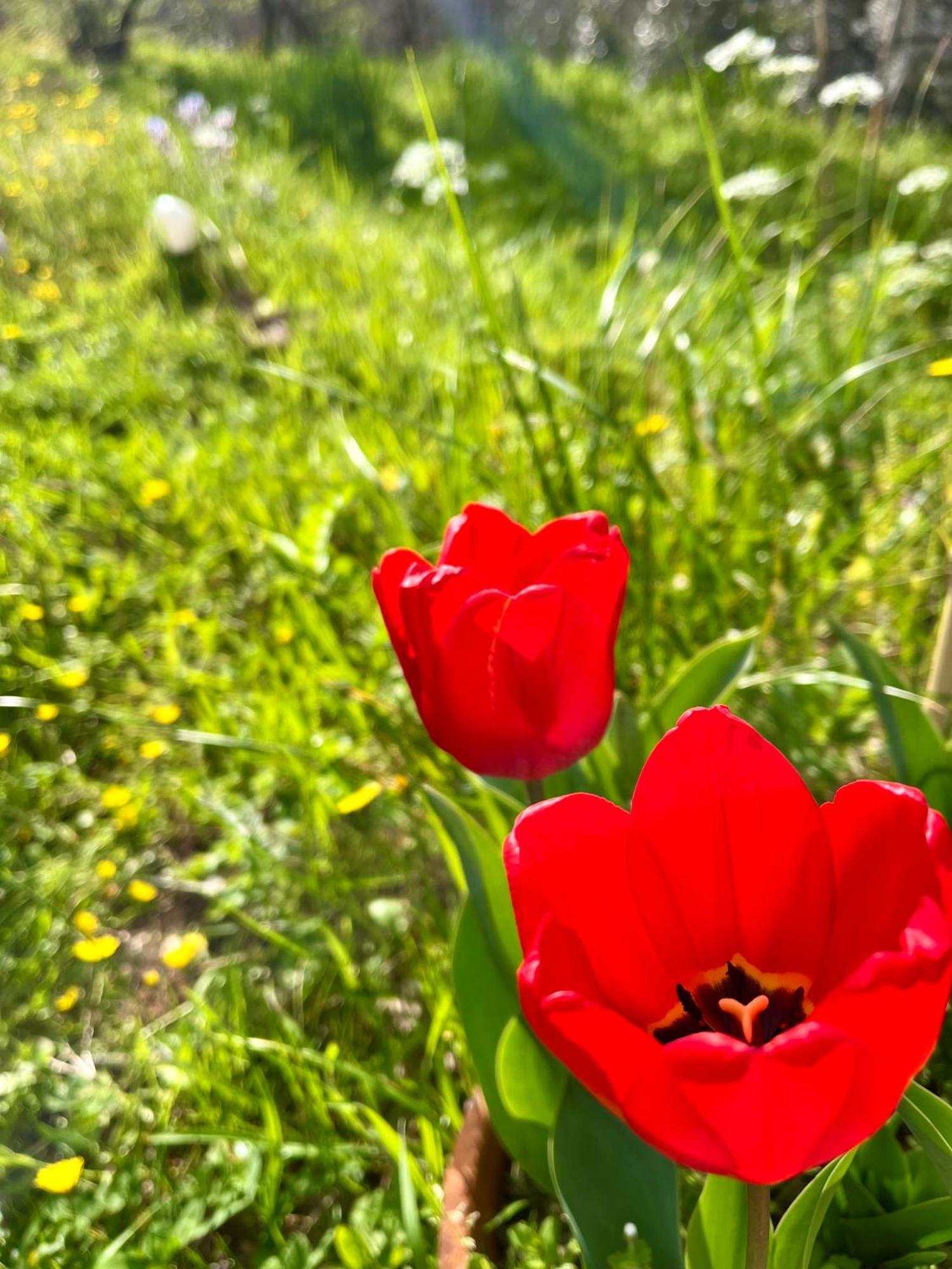 La Ginestra B&B Fosdinovo Dış mekan fotoğraf