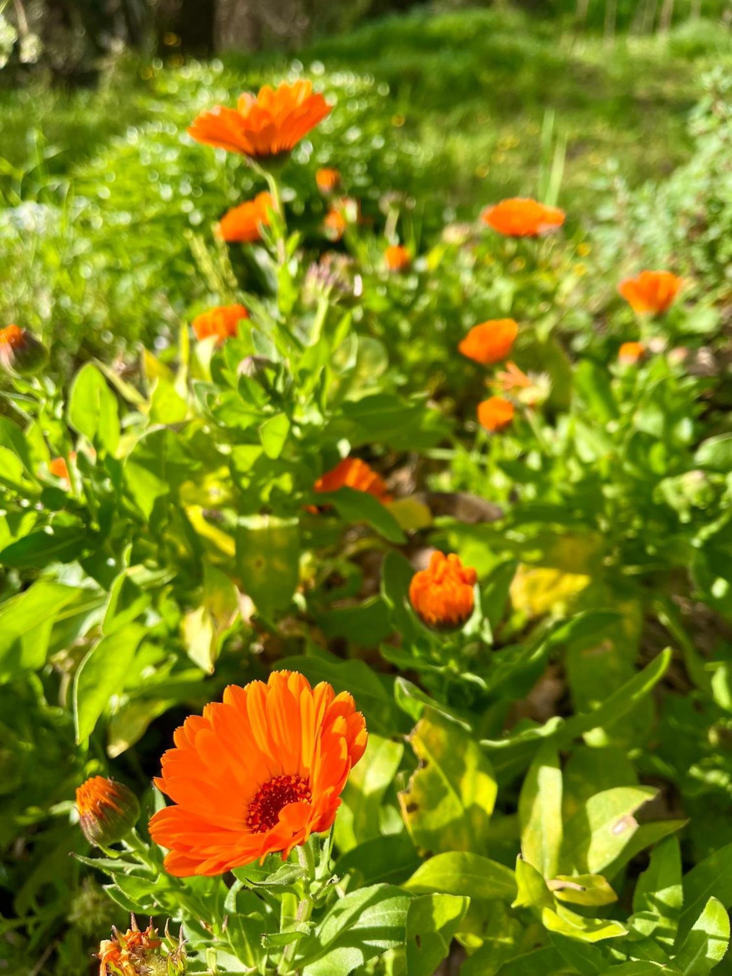 La Ginestra B&B Fosdinovo Dış mekan fotoğraf